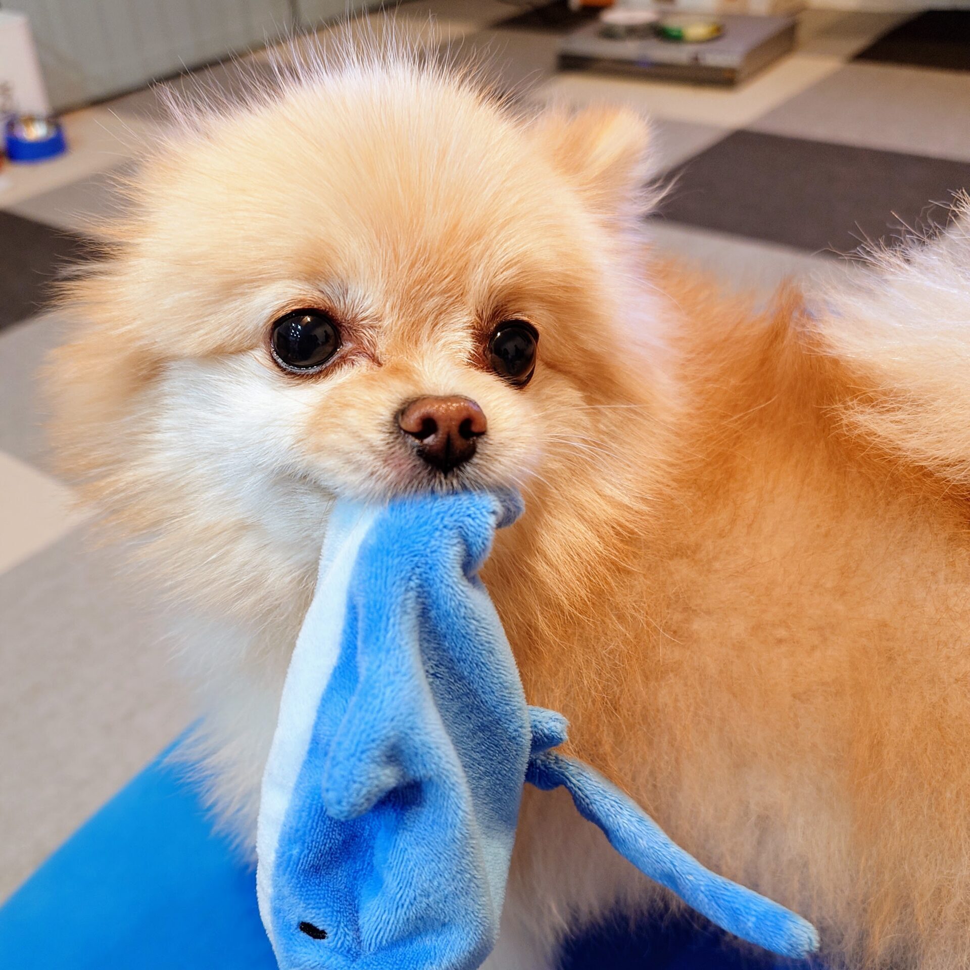 ぬいぐるみ離さない